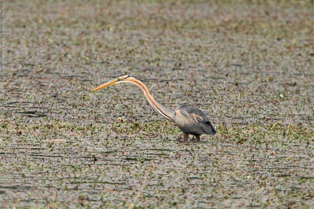 Purple Heron