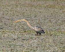 Purple Heron