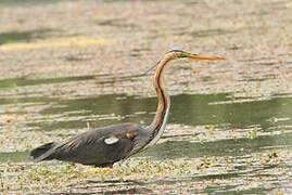 Purple Heron