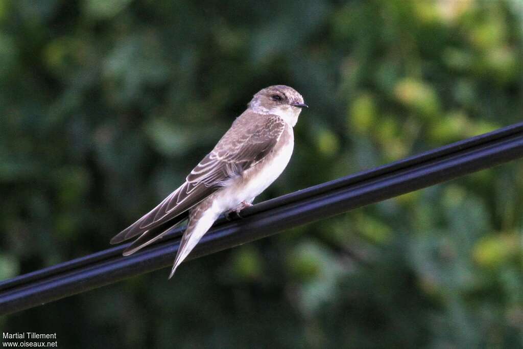 Hirondelle de rivagejuvénile, identification