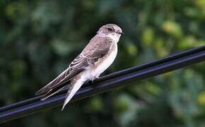 Sand Martin