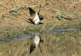 Barn Swallow