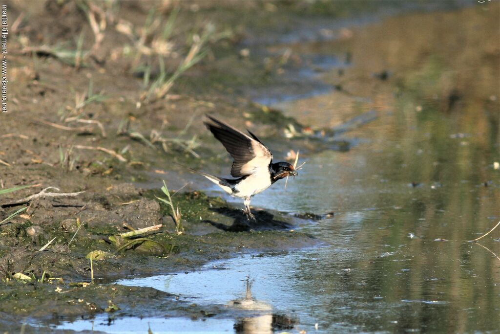 Hirondelle rustique