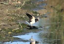 Barn Swallow