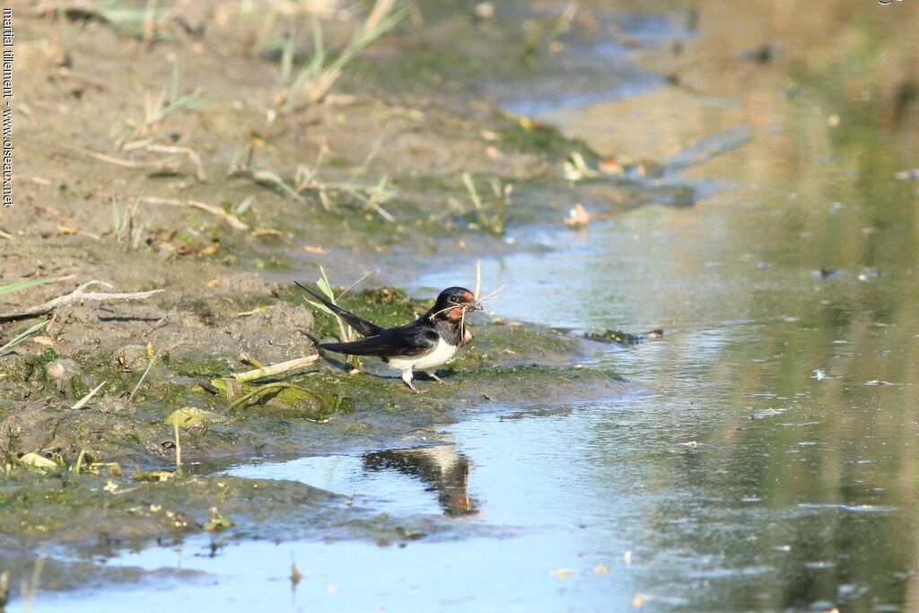 Hirondelle rustique