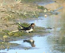 Barn Swallow