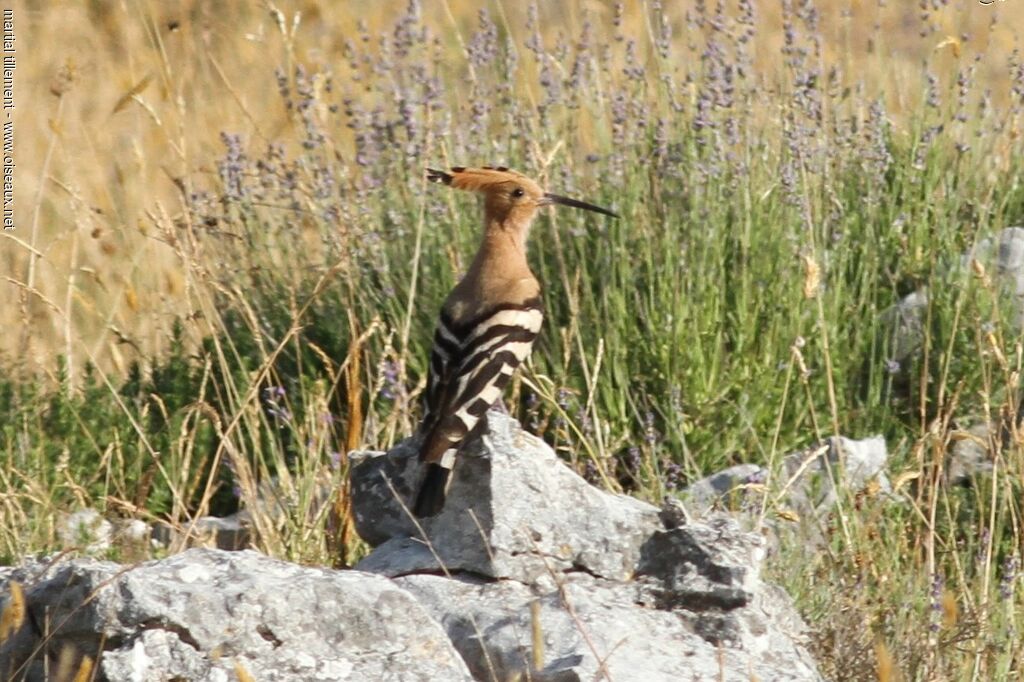 Eurasian Hoopoe