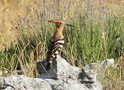 Eurasian Hoopoe