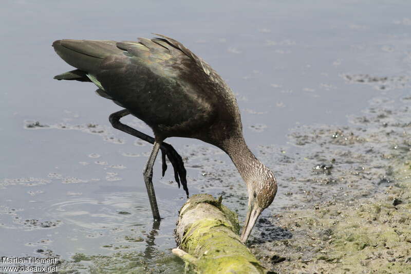 Ibis falcinelleimmature, pêche/chasse