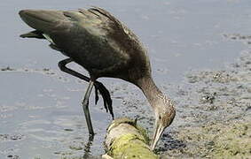 Ibis falcinelle