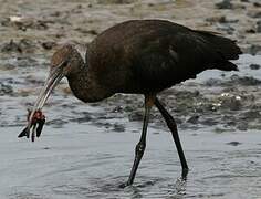 Glossy Ibis