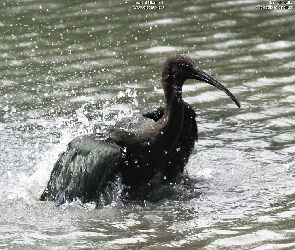 Ibis falcinelleadulte