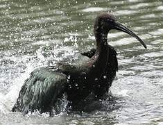 Glossy Ibis