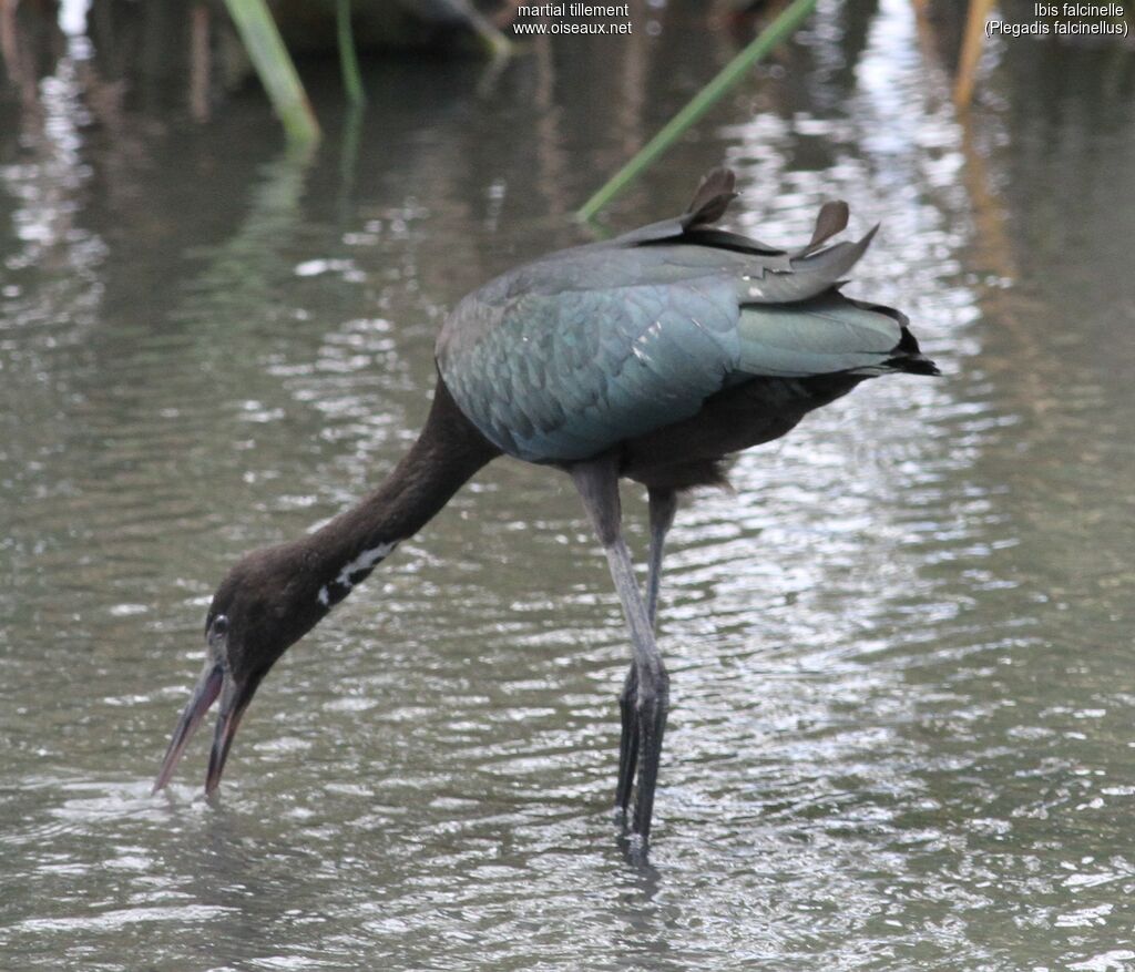 Ibis falcinelleadulte