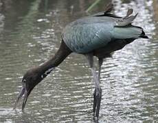 Glossy Ibis