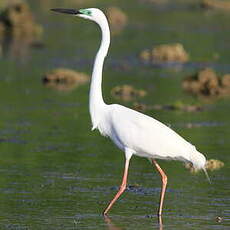 Grande Aigrette