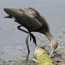 Ibis falcinelle