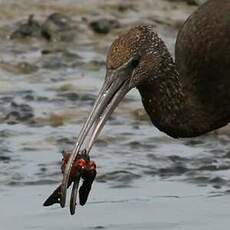 Ibis falcinelle