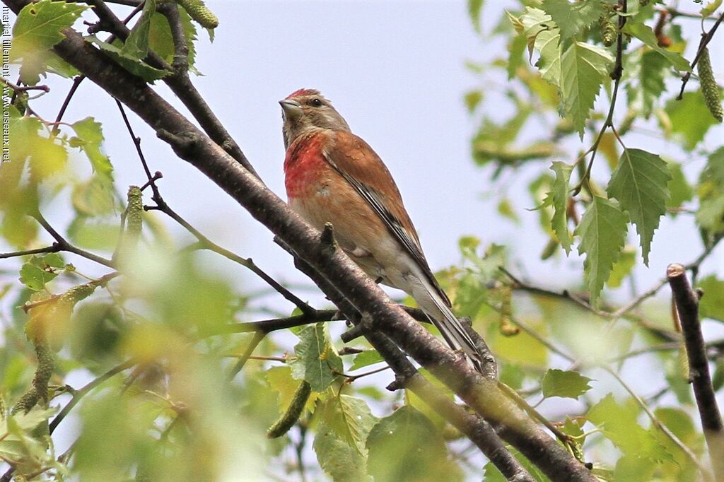 Common Linnet male