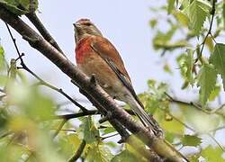 Common Linnet