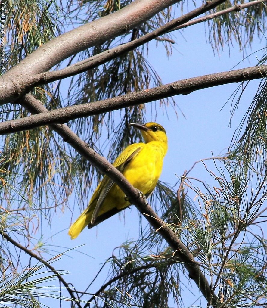 Black-naped Orioleimmature