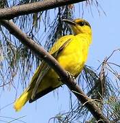 Black-naped Oriole