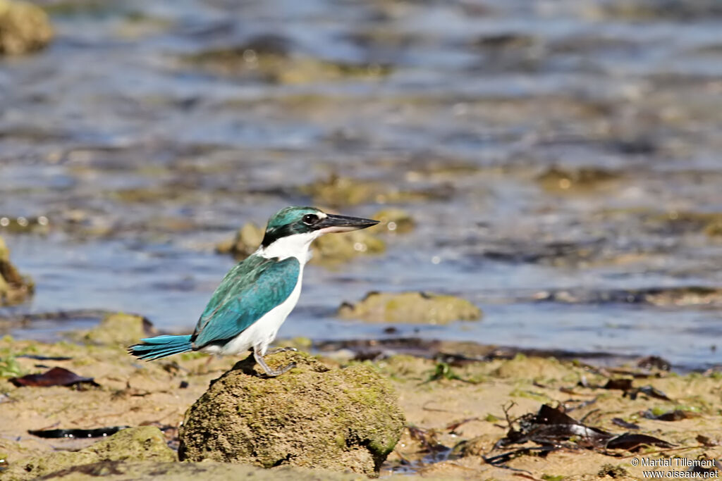 Collared Kingfisheradult, identification