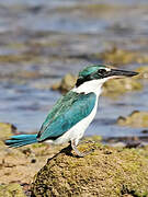 Collared Kingfisher