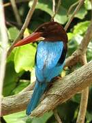 White-throated Kingfisher