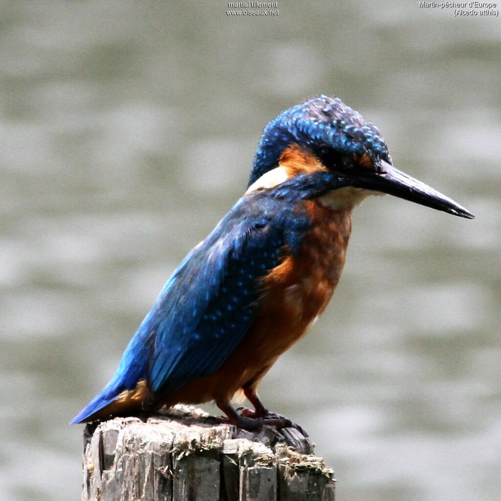 Martin-pêcheur d'Europe mâle adulte