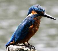 Common Kingfisher