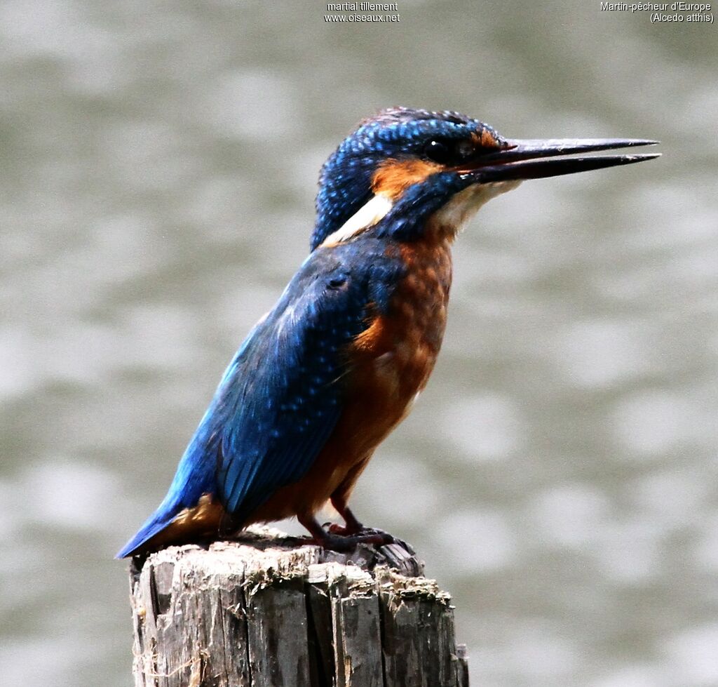 Common Kingfisher