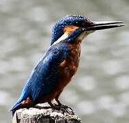 Common Kingfisher