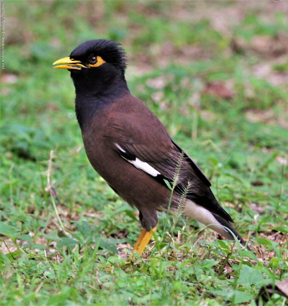 Common Myna