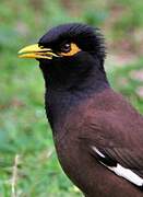 Common Myna