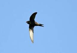 Common Swift