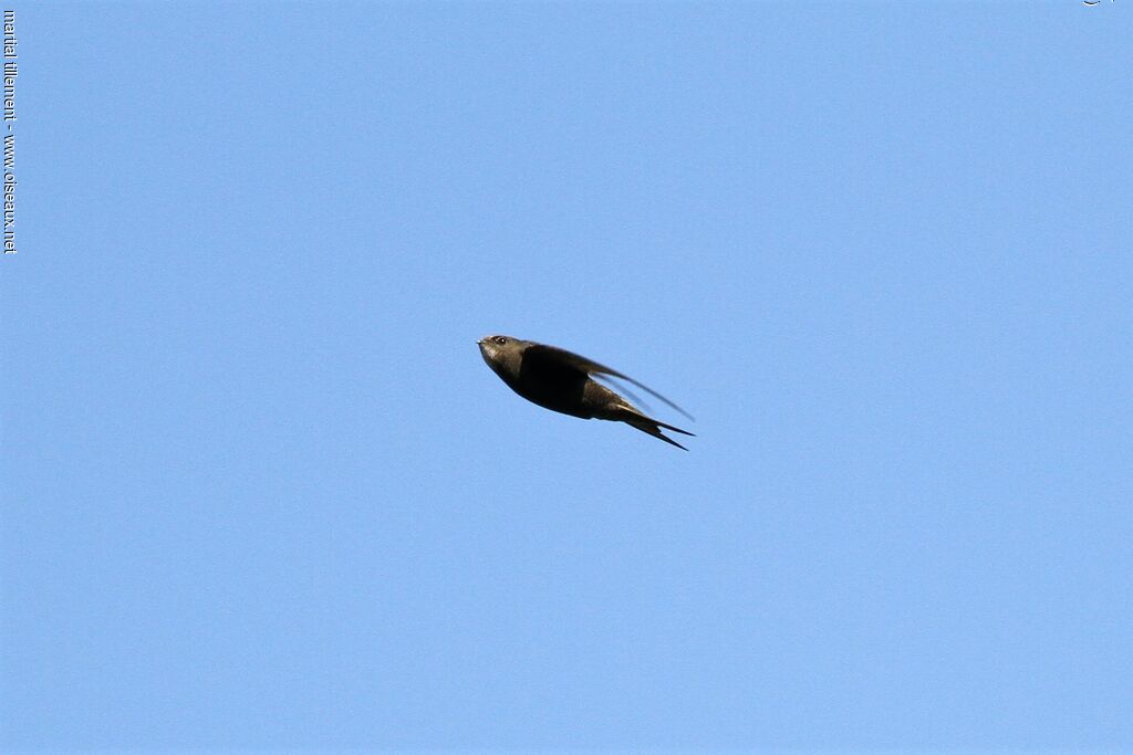 Common Swift