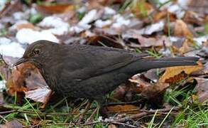 Common Blackbird