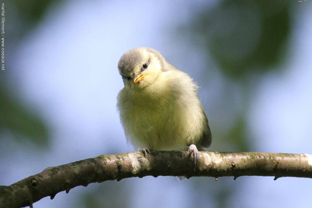 Mésange bleuePoussin