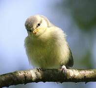 Mésange bleue