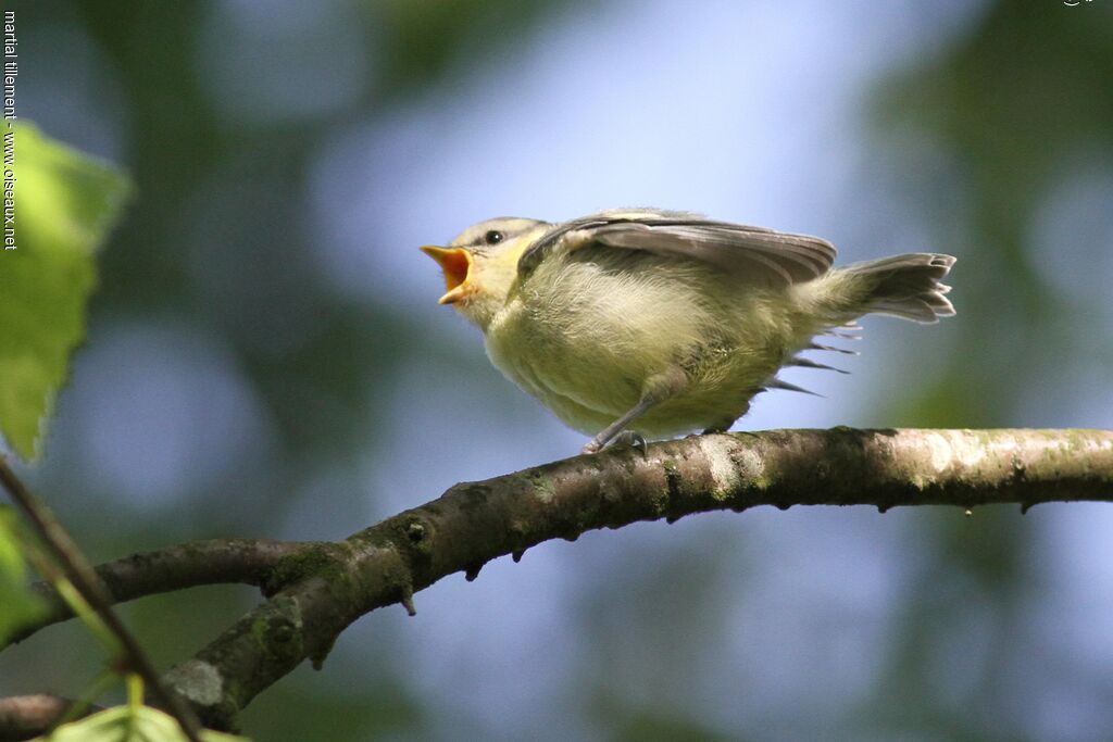 Mésange bleuePoussin