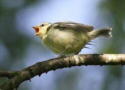 Eurasian Blue Tit