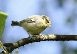 Mésange bleue