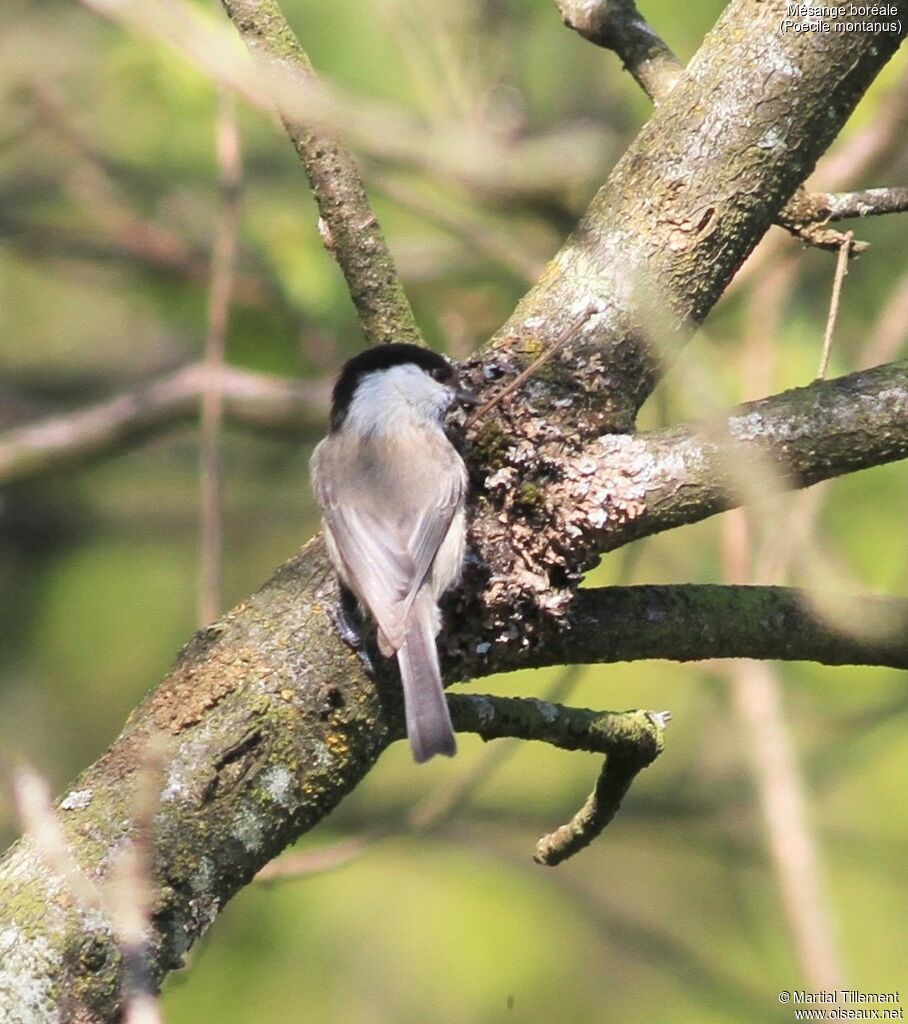 Willow Tit