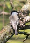 Willow Tit