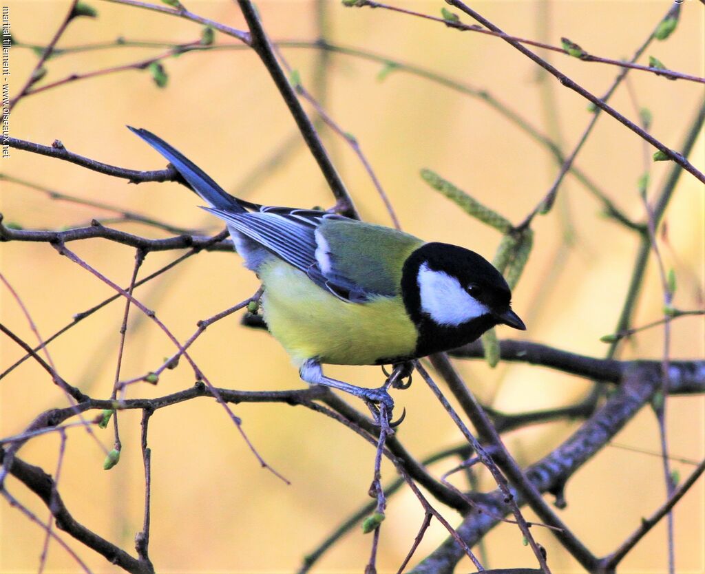 Mésange charbonnière