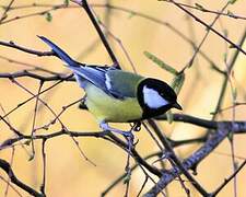 Mésange charbonnière