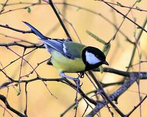 Mésange charbonnière