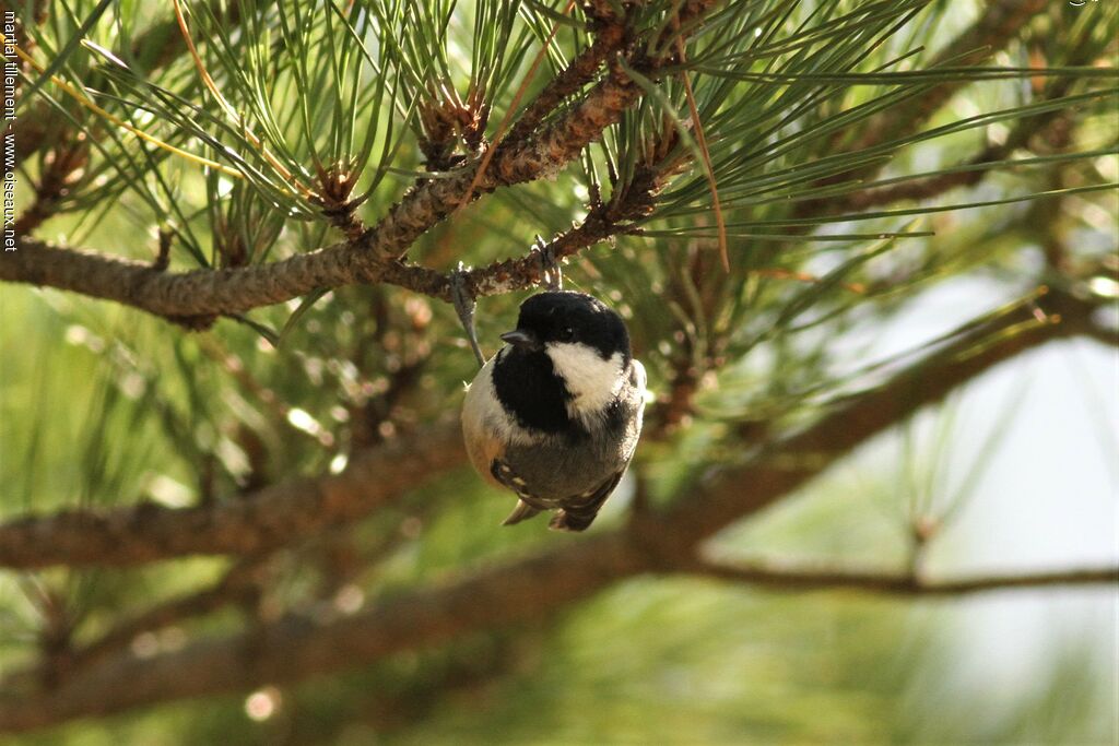 Mésange noireadulte