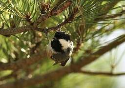 Coal Tit